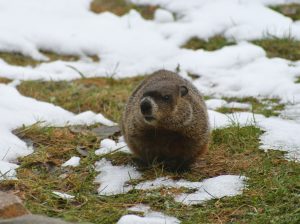 groundhog